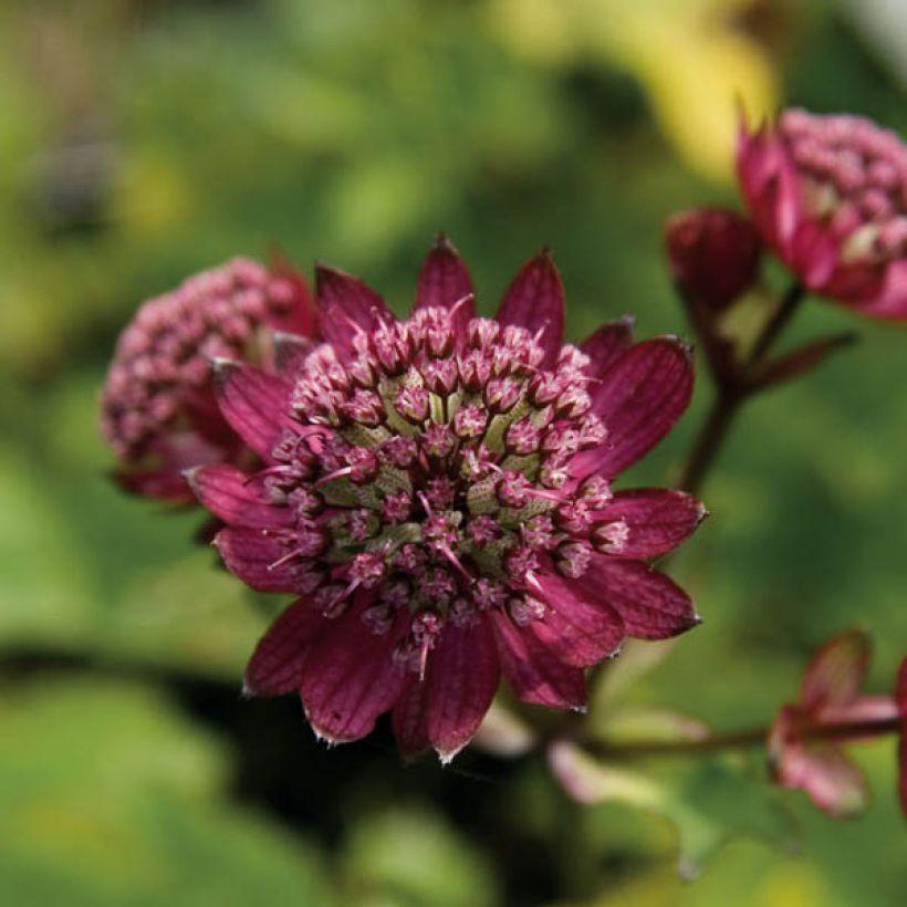 Astrantia Hadspen Blood - Sterndolde (Blüte)