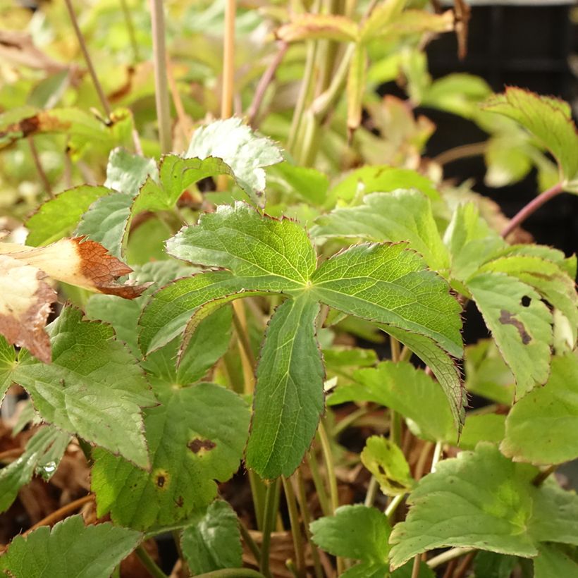 Astrantia Cerise Button - Sterndolde (Laub)