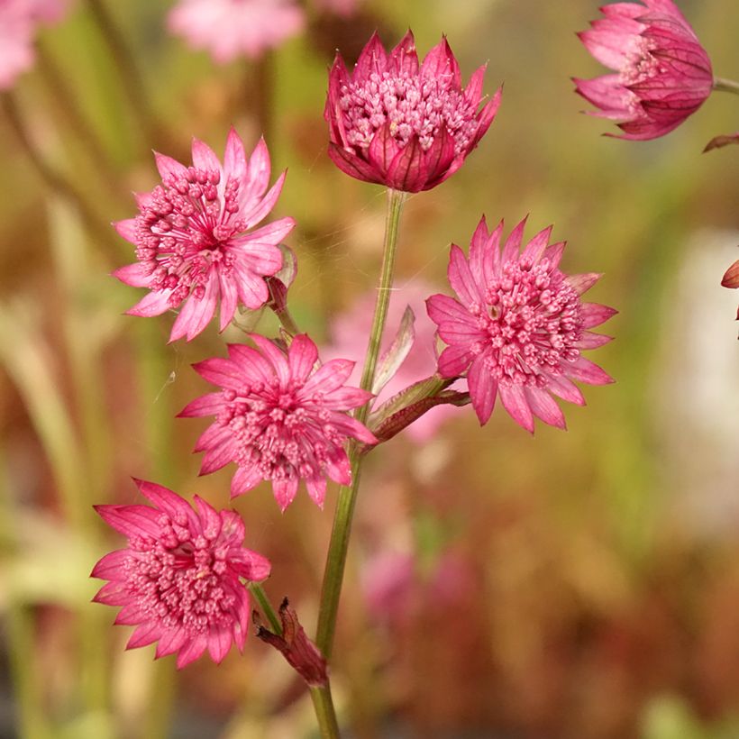 Astrantia Cerise Button - Sterndolde (Blüte)