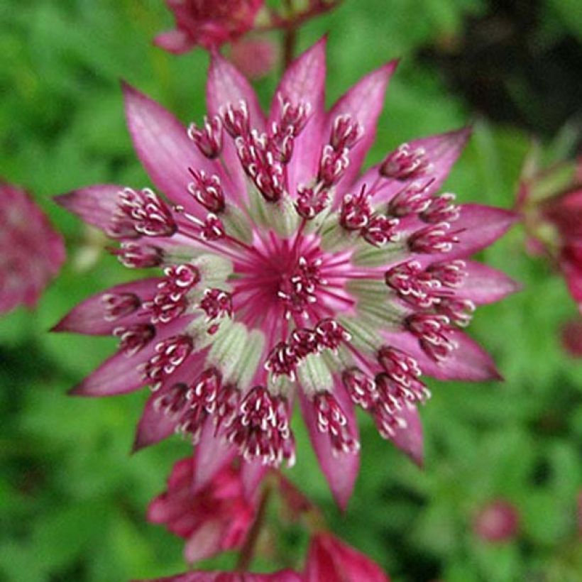 Astrantia Claret - Sterndolde (Blüte)