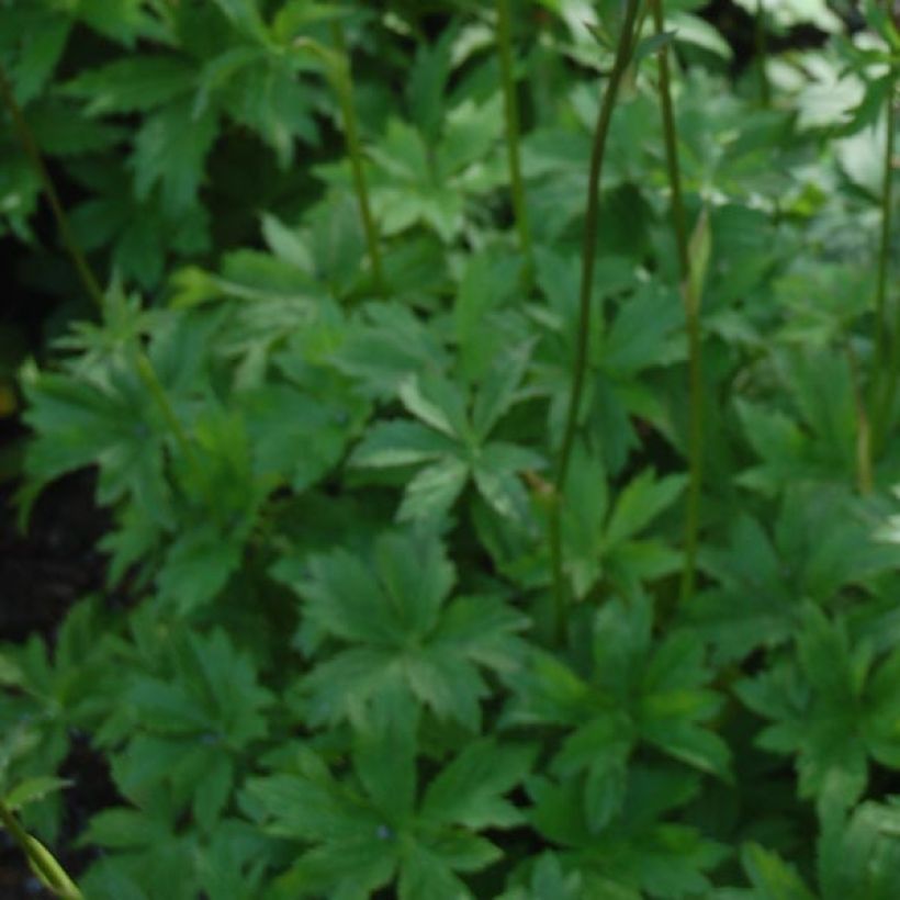 Astrantia Claret - Sterndolde (Laub)