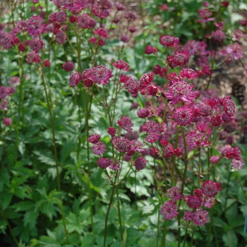 Astrantia Claret - Sterndolde (Hafen)