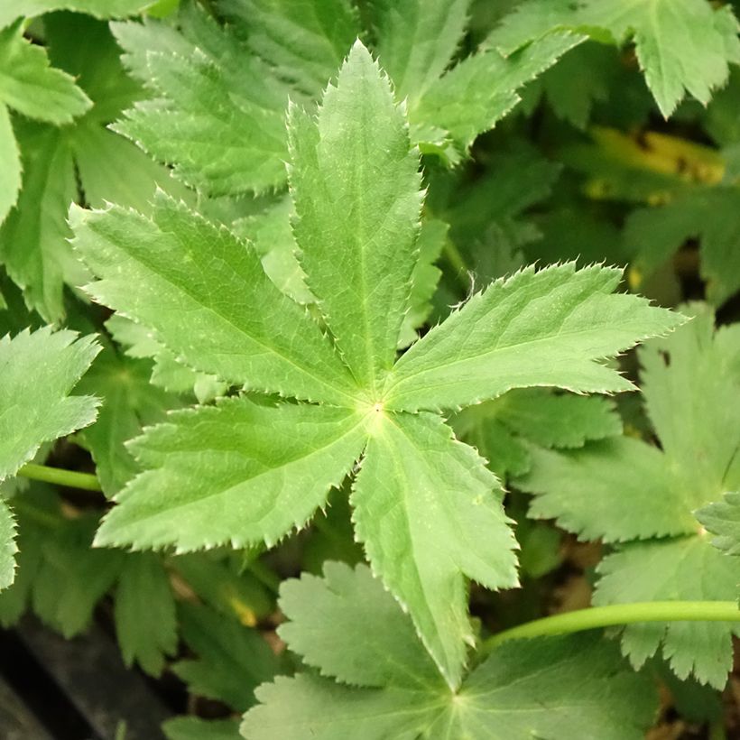 Astrantia major - Große Sterndolde (Laub)