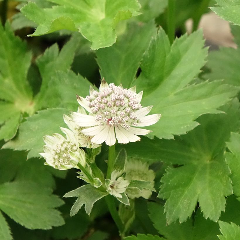 Astrantia major - Große Sterndolde (Blüte)