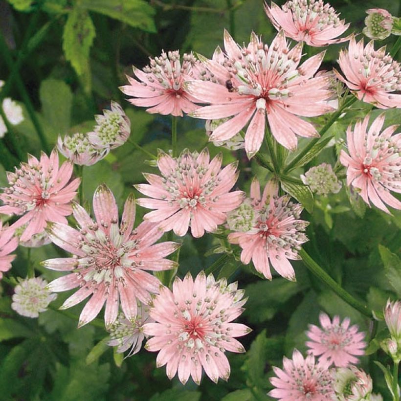 Astrantia major Rosea - Sterndolde (Blüte)