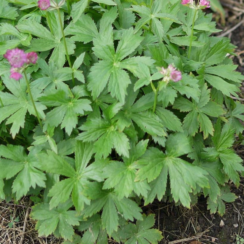 Astrantia Ruby Cloud - Sterndolde (Laub)