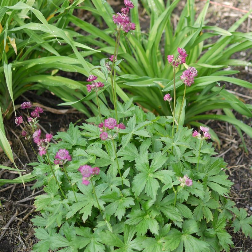 Astrantia Ruby Cloud - Sterndolde (Hafen)