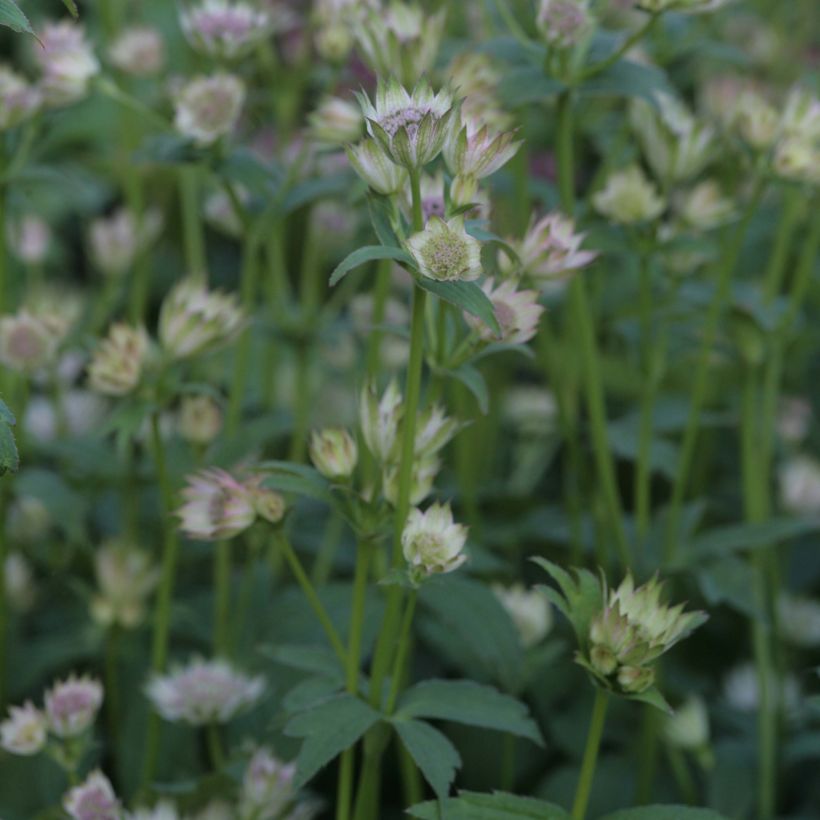 Astrantia Shaggy - Sterndolde (Hafen)