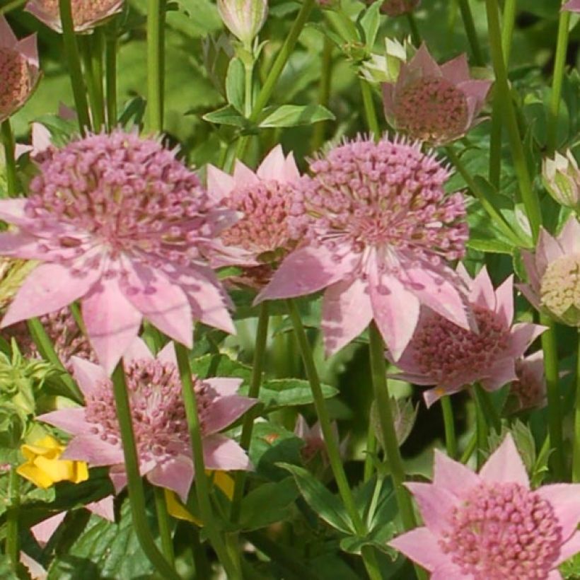 Astrantia maxima - Große Kaukasus-Sterndolde (Blüte)