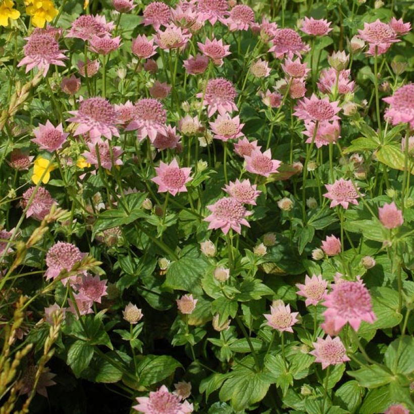 Astrantia maxima - Große Kaukasus-Sterndolde (Hafen)