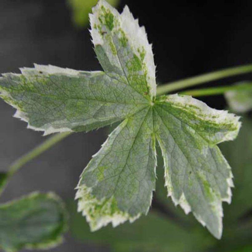 Astrantia Sunningdale Variegated - Sterndolde (Laub)