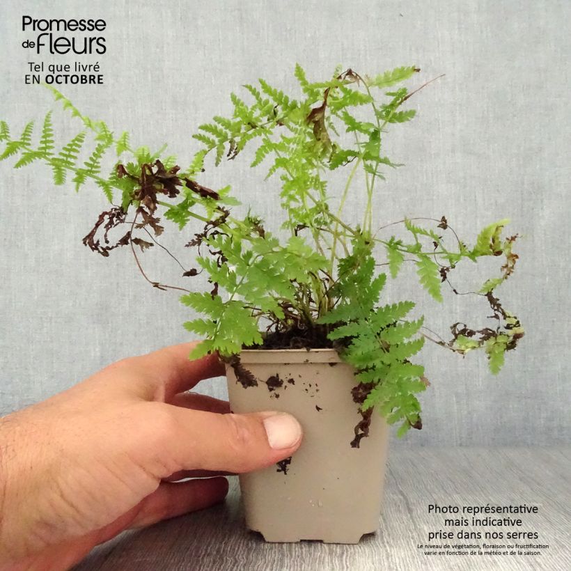 Exemplar von Athyrium filix-femina Rotstiel - Fougère femelle Godet de 9cm wie im Herbst geliefert