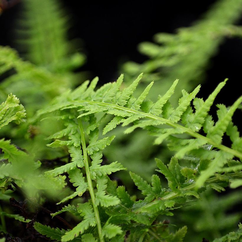 Athyrium filix-femina Victoriae - Wald-Frauenfarn (Laub)