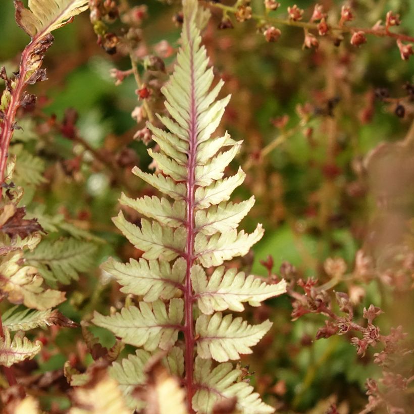 Athyrium niponicum Crested Surf - Regenbogenfarn (Laub)