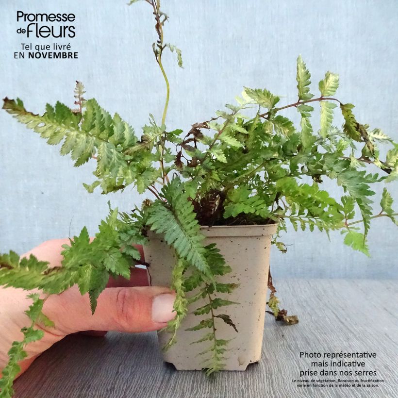 Exemplar von Athyrium niponicum Pewter Lace - Regenbogenfarn wie im Herbst geliefert