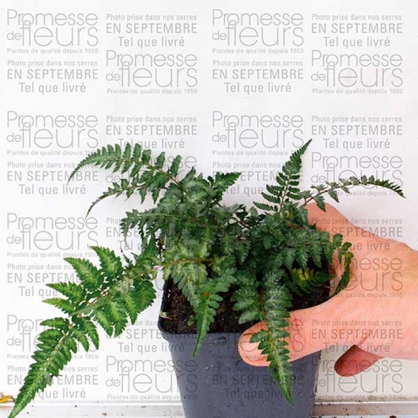 Beispiel eines Exemplars von Athyrium niponicum Pictum - Fougère japonaise en godet de 8/9 cm wie geliefert