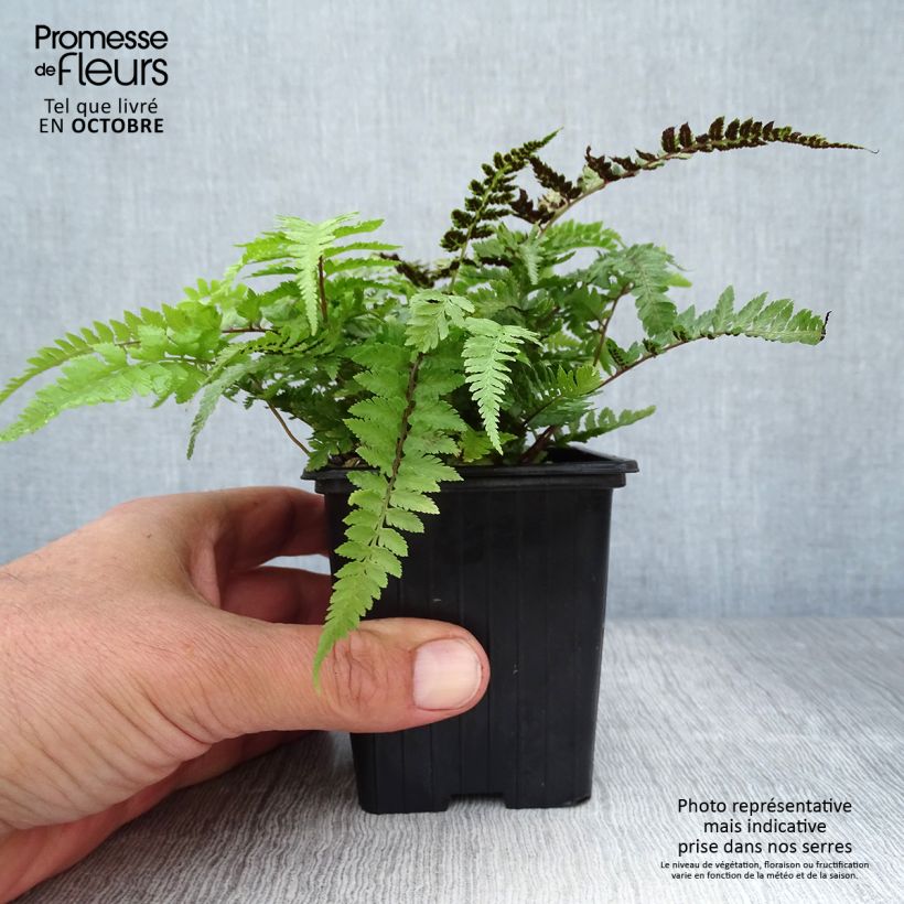 Exemplar von Athyrium niponicum Pictum - Fougère japonaise en godet de 8/9 cm wie im Herbst geliefert