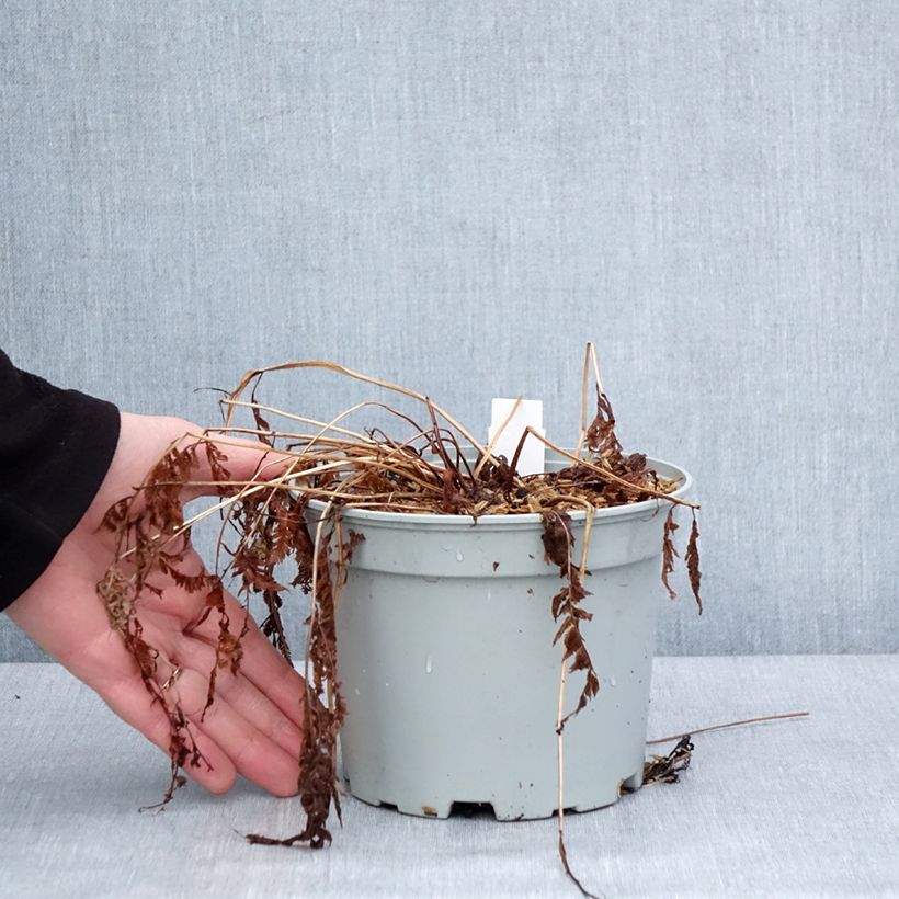 Exemplar von Athyrium niponicum var. pictum - Regenbogenfarn Topf mit 2L/3L wie im Winter geliefert