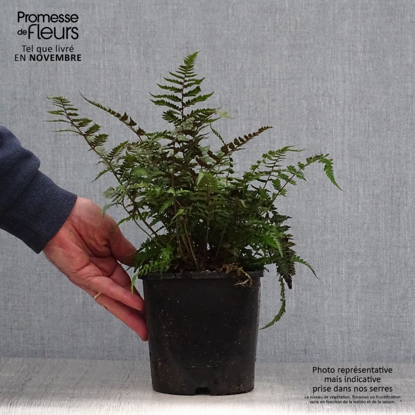 Exemplar von Athyrium niponicum pictum Metallicum - Fougère femelle japonaise Pot de 2L/3L wie im Herbst geliefert