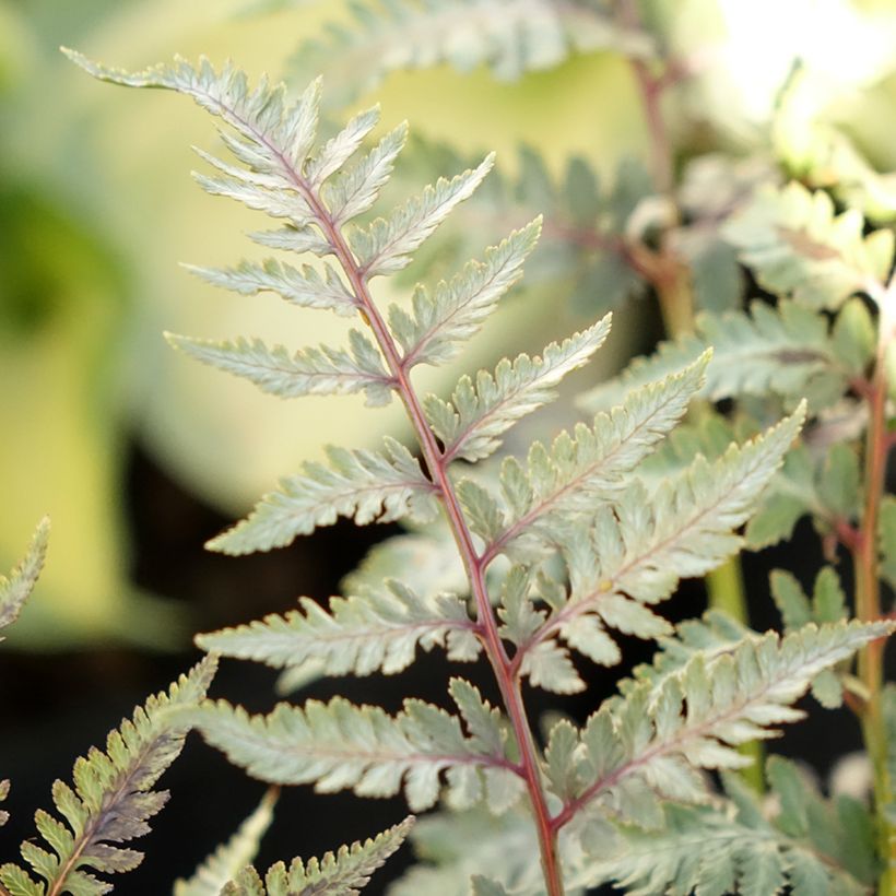 Athyrium niponicum var. pictum Metallicum - Regenbogenfarn (Laub)