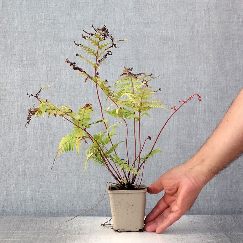 Exemplar von Athyrium otophorum var. okanum - Fougère femelle du Japon Godet de 9cm wie im Sommer geliefert