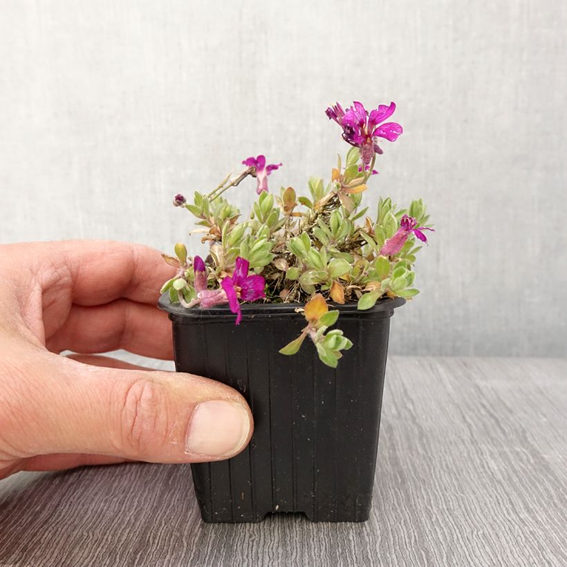 Exemplar von Aubriète Florado Rose - Aubrieta gracilis Godet de 8/9 cm wie im Frühjahr geliefert