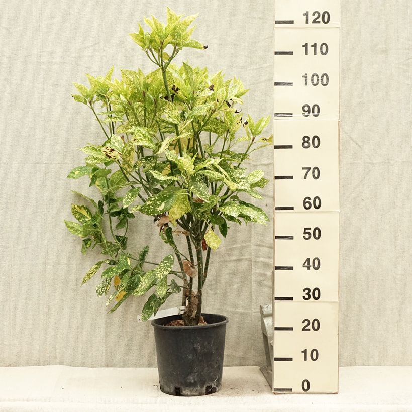 Exemplar von Aucuba japonica Crotonifolia en pot de 7,5L/10L wie im Sommer geliefert