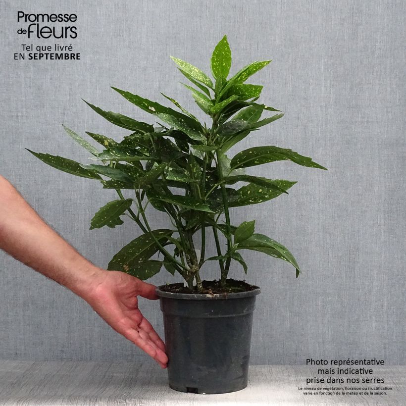 Exemplar von Aucuba japonica - Laurier du Japon Pot de 3L/4L wie im Herbst geliefert