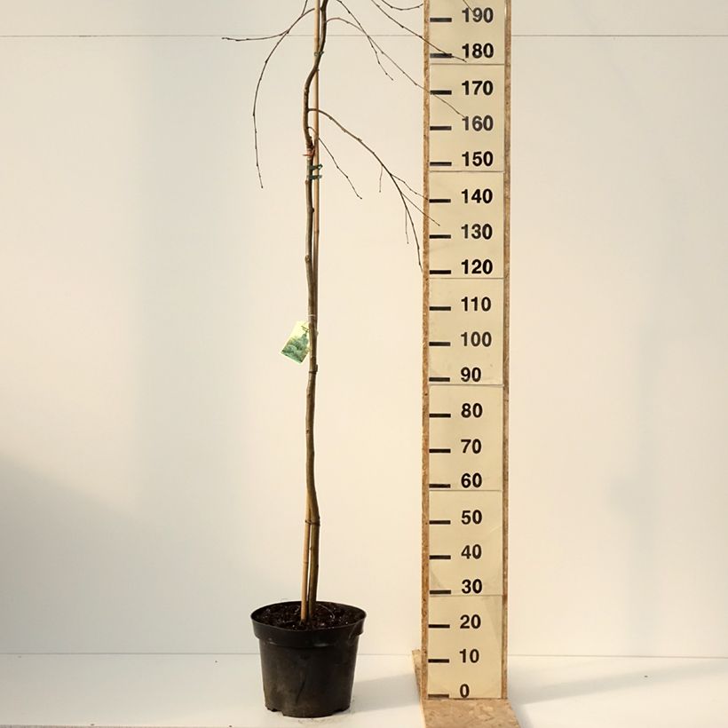 Exemplar von Alnus incana Pendula - Grau-Erle Topf mit 7,5L/10LGelieferte Höhe ca. 100/120cm wie im Winter geliefert