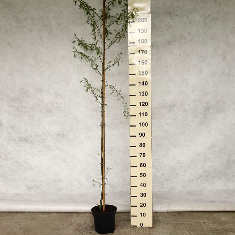 Exemplar von Alnus glutinosa Imperialis - Schwarz-Erle Topf mit 7,5L/10LGelieferte Höhe ca. 180/200cm wie im Frühjahr geliefert