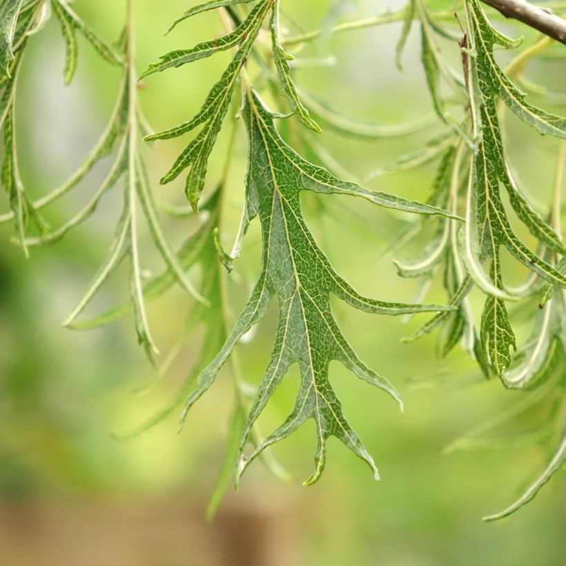 Alnus glutinosa Imperialis - Schwarz-Erle (Laub)