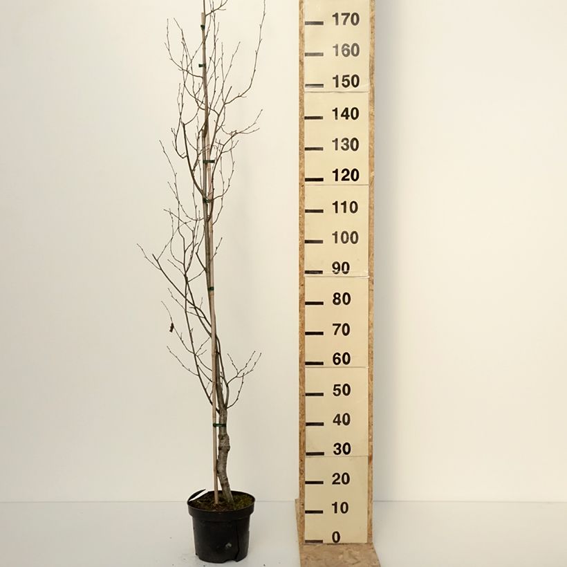 Exemplar von Alnus glutinosa Laciniata - Schwarz-Erle Topf mit 4L/5LGelieferte Höhe ca. 100/120cm wie im Winter geliefert