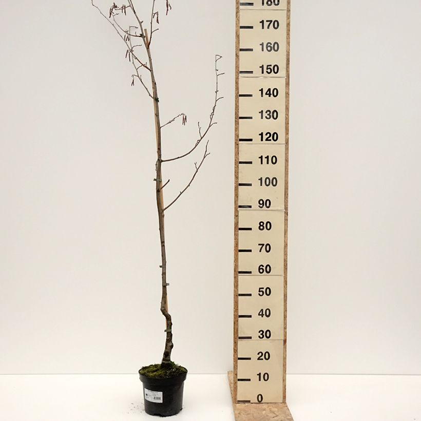 Exemplar von Alnus glutinosa Luszyn - Schwarz-Erle Topf mit 4L/5LGelieferte Höhe ca. 180/+cm wie im Winter geliefert