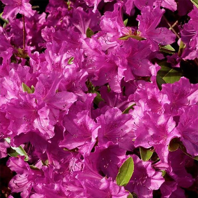 Japanische Azalee Purple Splendor - Azalea (Blüte)