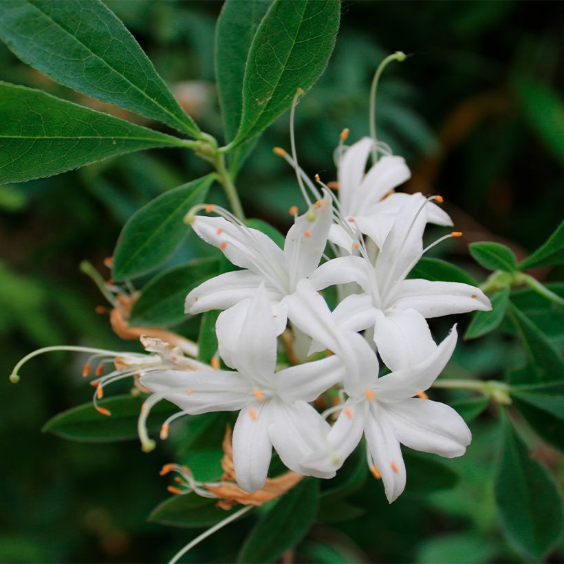 Azalea canescens - Bergazalee (Blüte)