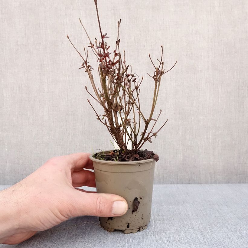 Exemplar von Japanische Azalee Moederdag - Azalea Kleine Töpfe von 8/9 cm wie im Winter geliefert