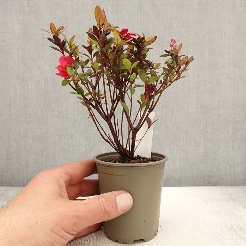 Exemplar von Japanische Azalee Moederdag - Azalea Kleine Töpfe von 8/9 cm wie im Frühjahr geliefert