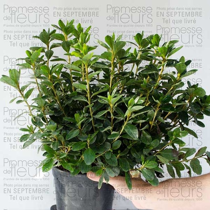 Beispiel eines Exemplars von Azalée du Japon Schneewittchen - Rhododendron hybride en pot de 2/3L wie geliefert