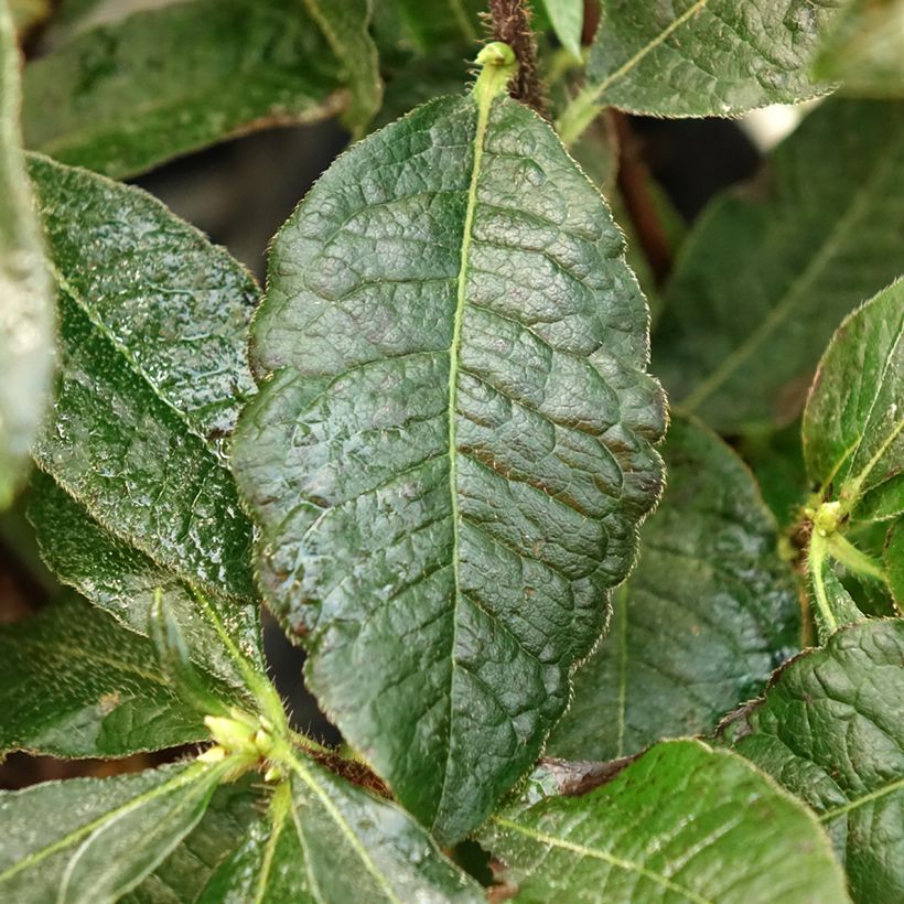 Sommergrüne Azalee Arneson Gem - Azalea (Laub)