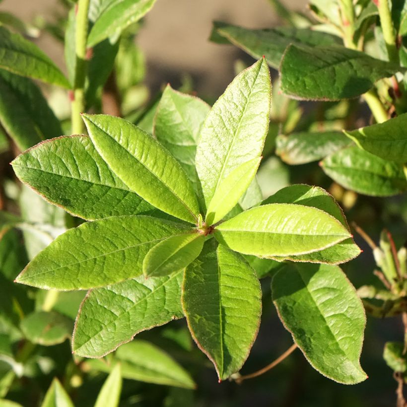 Azalea viscosum Karminduft - Sommergrüne Azalee (Laub)