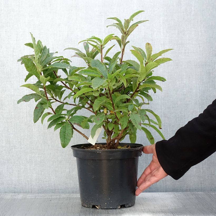 Exemplar von Azalée de Chine Berry Rose - Rhododendron hybride Pot de 4L/5L wie im Herbst geliefert