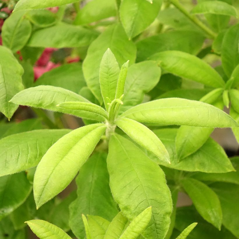 Sommergrüne Azalee Demoiselles de Boutiguery Aurora - Azalea mollis (Laub)