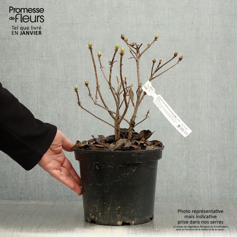 Exemplar von Azalée de Chine Demoiselles de Boutiguery Kassia - Rhododendron hybride - Pot de 4L/5L wie im Winter geliefert