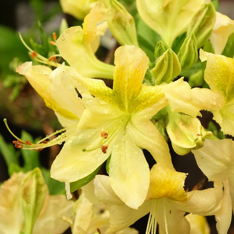 Sommergrüne Azalee Demoiselles de Boutiguery Nella - Azalea mollis (Blüte)