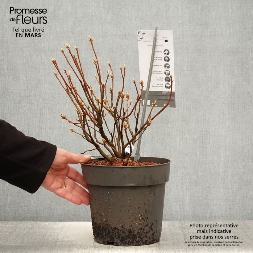 Exemplar von Azalée de Chine Fraseri - Rhododendron  - Pot de 4L/5L wie im Frühjahr geliefert