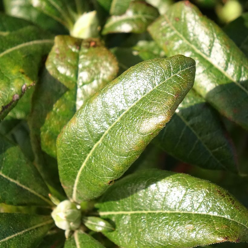 Sommergrüne Azalee Mary Poppins - Azalea (Laub)