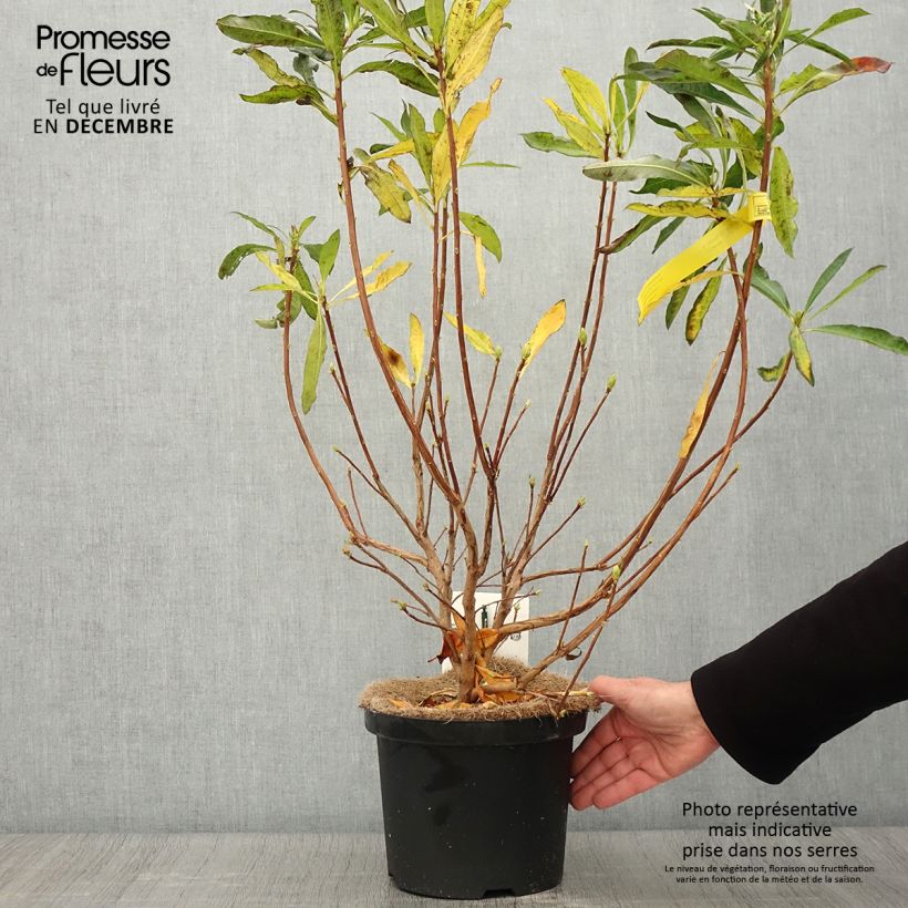 Exemplar von Azalée de Chine - Rhododendron luteum Pot de 4L/5L wie im Herbst geliefert