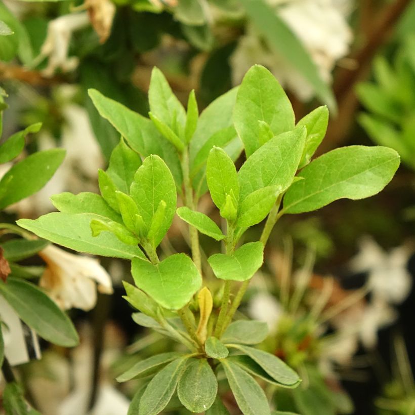 Azalea obtusum Adonis - Japanische Azalee (Laub)