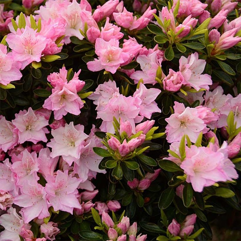 Japanische Azalee Al's Picotee - Azalea (Blüte)