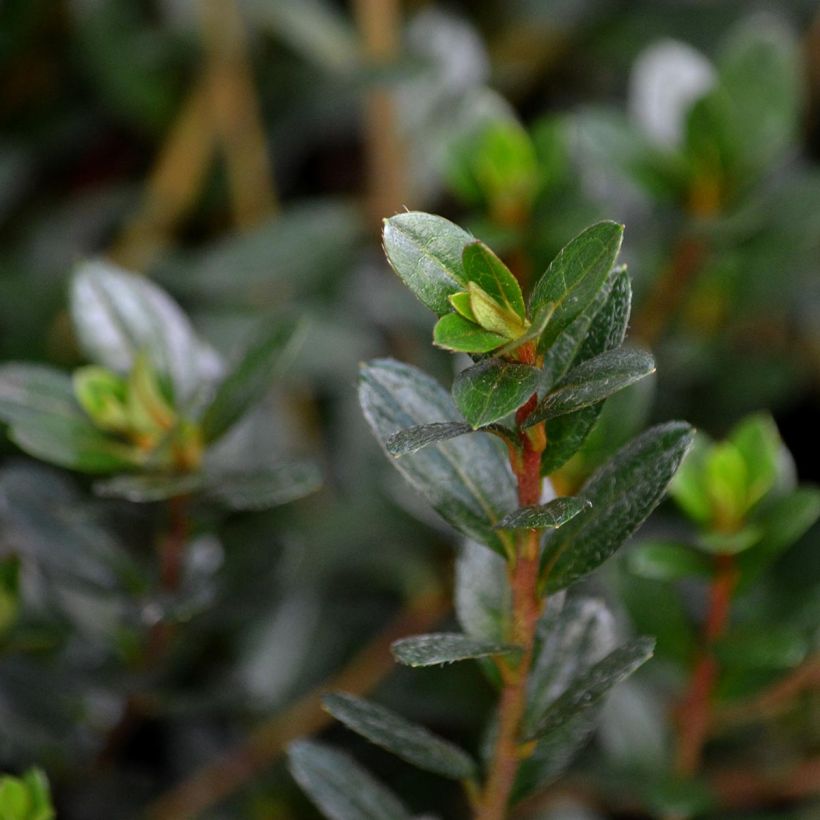 Japanische Azalee Amoena - Azalea (Laub)